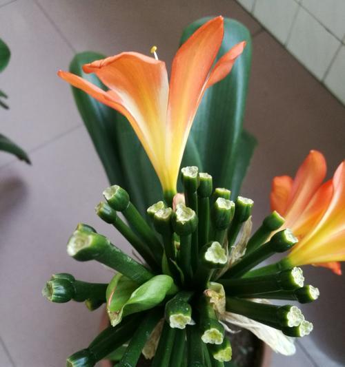 盛夏之花，花开如锦（探秘夏季花海，了解它们的特点与魅力）