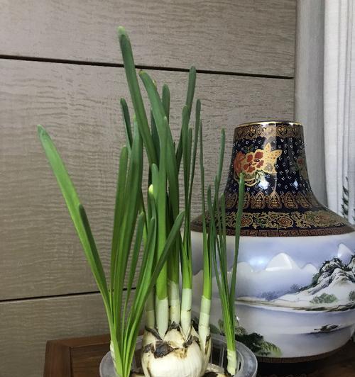水仙叶子为什么会往下垂？（探究水仙植物叶子下垂的原因与解决方法）