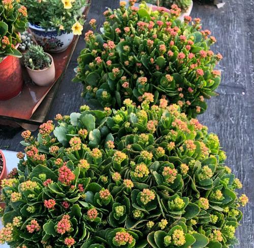 探寻长寿花最美的品种（揭秘花海中的八大长寿花种类）