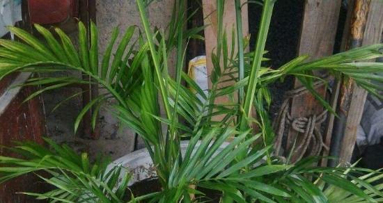 养护凤尾竹（从栽种到养护，一步步教你打理凤尾竹）