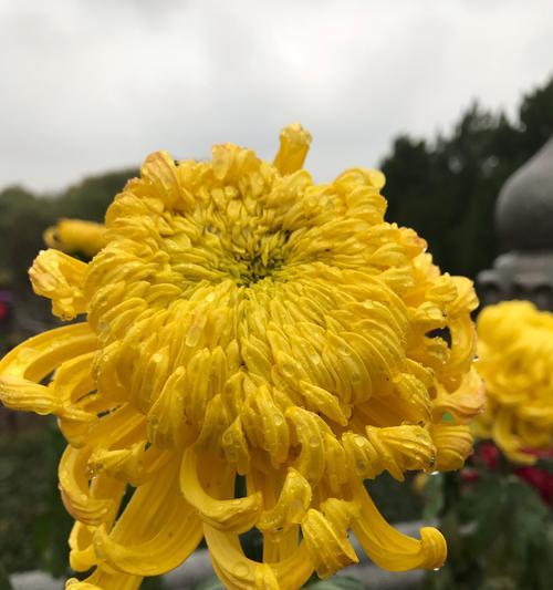 菊花——优雅与坚韧并存的花卉之王（传承千年的文化符号与美学精髓）
