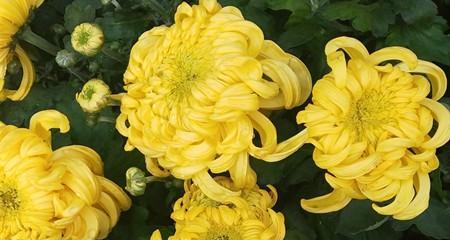 菊花——优雅与坚韧并存的花卉之王（传承千年的文化符号与美学精髓）