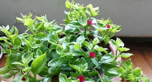 室内花卉品种大全（打造舒适居家环境，品味花草风情）