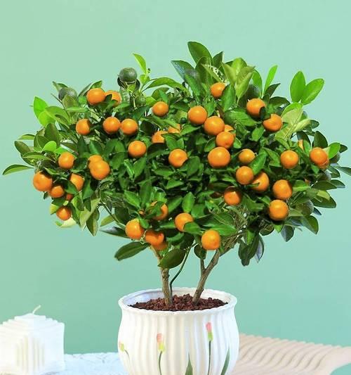室内花卉品种大全（打造舒适居家环境，品味花草风情）