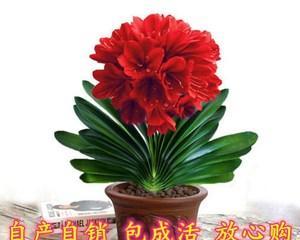室内花卉品种大全（打造舒适居家环境，品味花草风情）