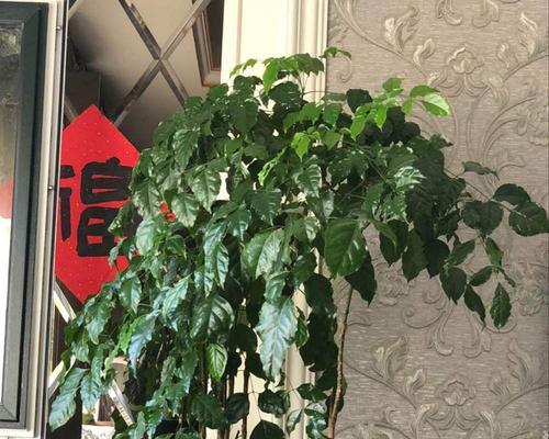 幸福竹叶子为何发黄（探究幸福竹叶子发黄的原因及解决方法）