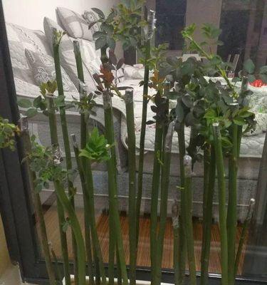 如何养护野蔷薇（野蔷薇的栽培与养护技巧）