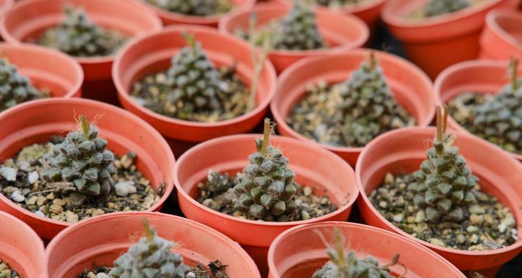 如何繁殖多肉花（一步步学会多肉花的繁殖方法）