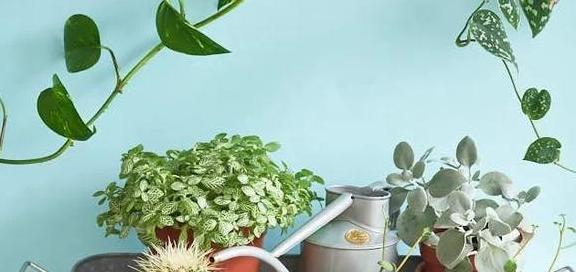 冬天可以用温水浇花吗？（温度、水质、频率、时间、选择、注意事项）