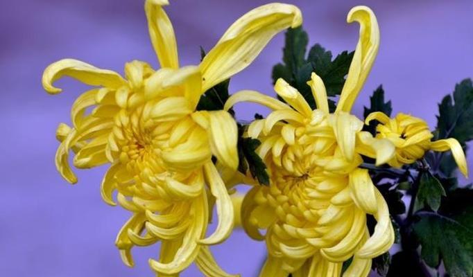 12个月鲜花开放之旅（探索一年四季花海之美，领略大自然变幻的奇妙韵味）