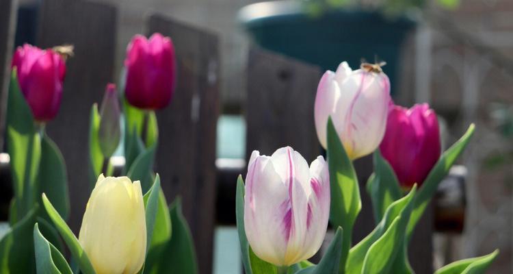 12个月鲜花开放之旅（探索一年四季花海之美，领略大自然变幻的奇妙韵味）