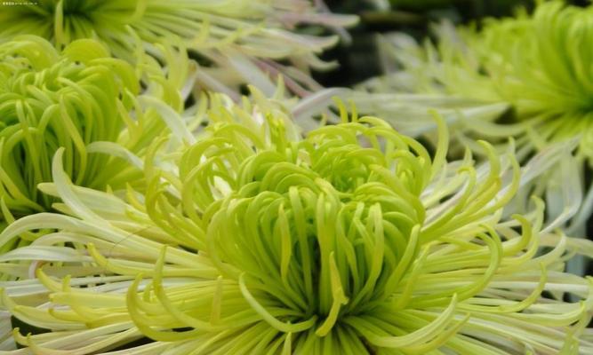 菊花如何度过寒冷的冬季？（冬季保护菊花不受严寒侵袭）