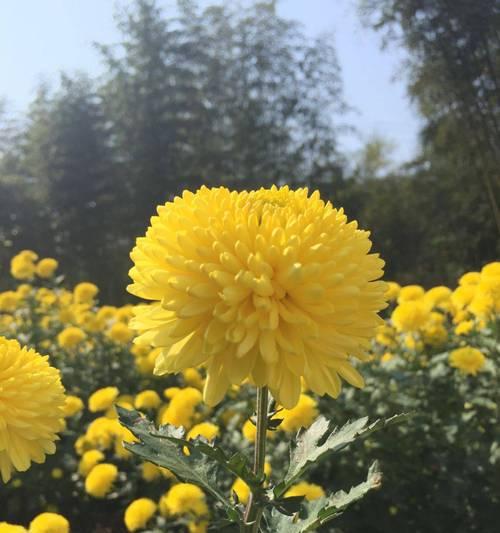 菊花如何度过寒冷的冬季？（冬季保护菊花不受严寒侵袭）
