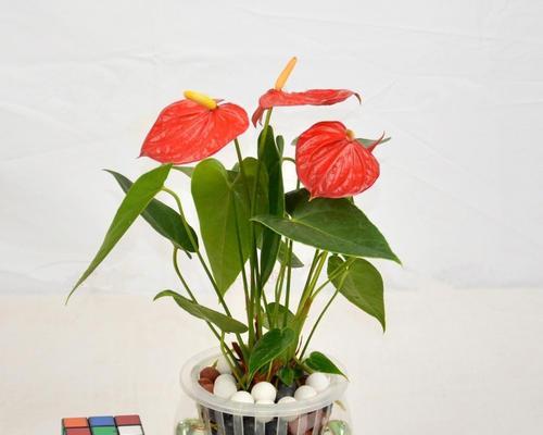 水培植物（了解水培植物的基本知识及其优势）