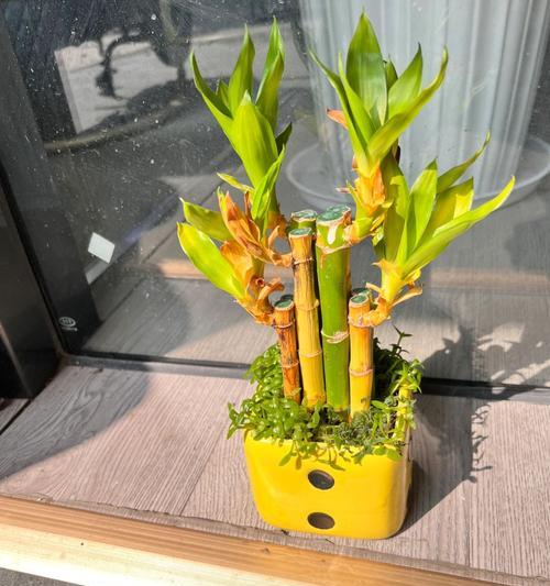 探究富贵竹的光照需求（富贵竹的太阳晒不可少）