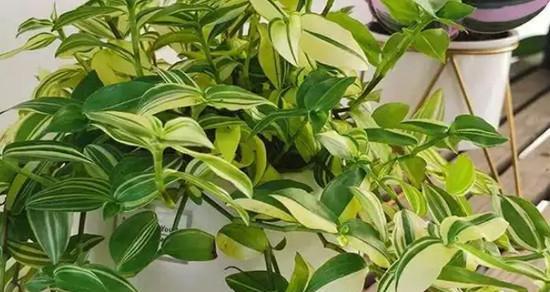 喜阴植物大集合——打造阴凉花园（探秘适宜在阴暗环境下生长的8种植物花卉）