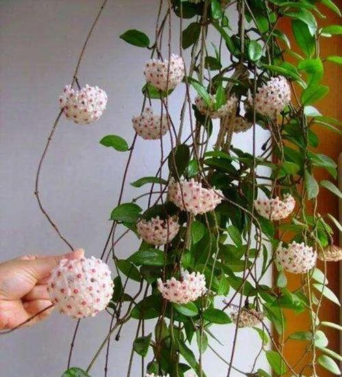 喜阴植物大集合——打造阴凉花园（探秘适宜在阴暗环境下生长的8种植物花卉）