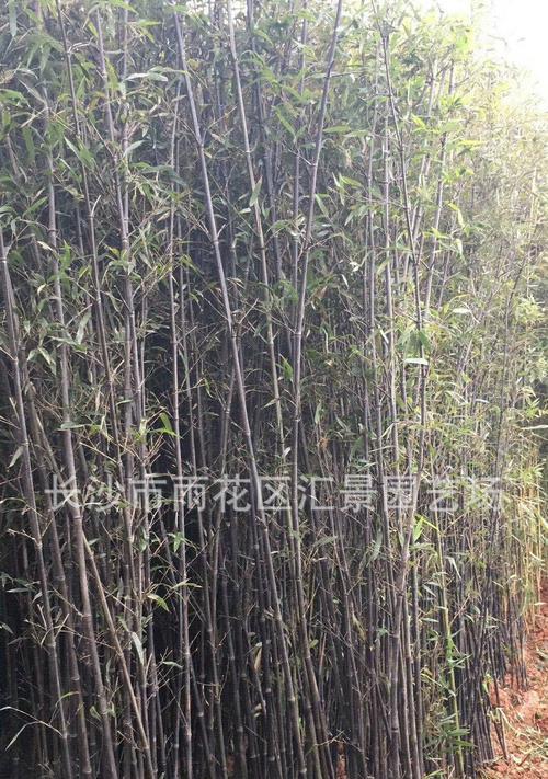 盆栽竹子种类一览（探究盆栽竹子的多样性与魅力）