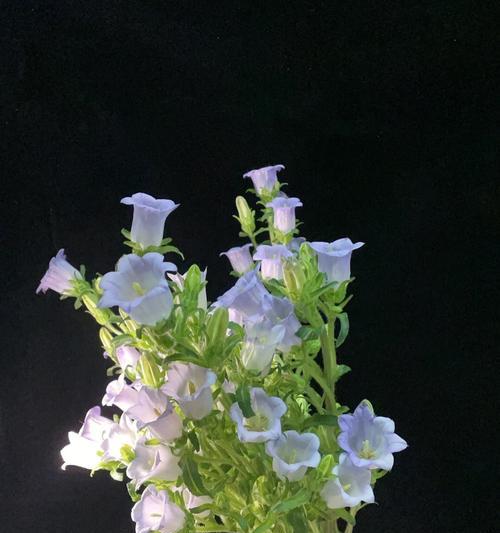 紫风铃花（易栽种、观赏价值高，适合新手养殖）