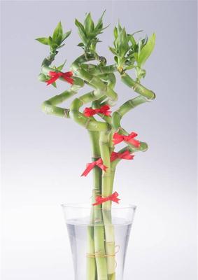 土培植物的魅力（让植物在泥土中自由生长）