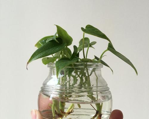土培植物的魅力（让植物在泥土中自由生长）