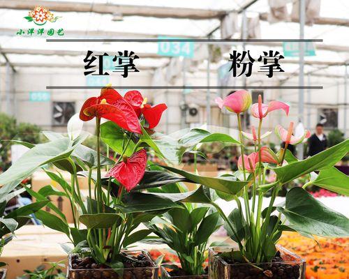 花香四溢，火鹤如燃烧的火焰——火鹤养殖方法与技术（打造缤纷多彩的园林盆栽，让火鹤闪耀你的家园）