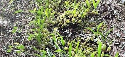 石豆兰养护指南（打造美丽多肉花园，）