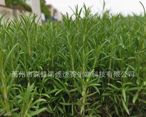 如何种植迷迭香幼苗？（迷迭香幼苗的选种、育苗、定植、养护和收获）