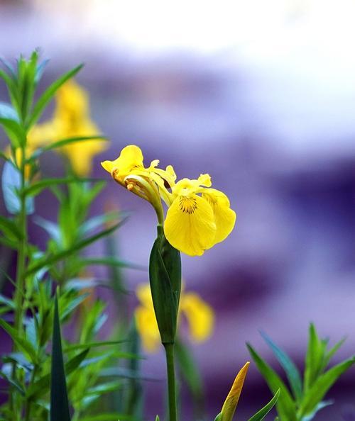 菖蒲花语——勇敢的坚韧（从历史到传说，菖蒲传递的不只是美丽）