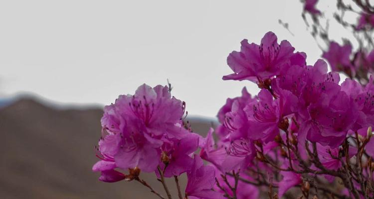 花语系列——杜英花的花语（诠释爱情、恋爱和忠诚的美丽花朵）