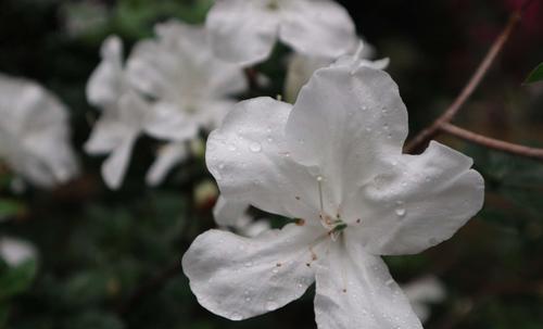 花语系列——杜英花的花语（诠释爱情、恋爱和忠诚的美丽花朵）