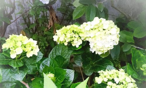 解读绣球花的花语（探寻绣球花的神秘意义）