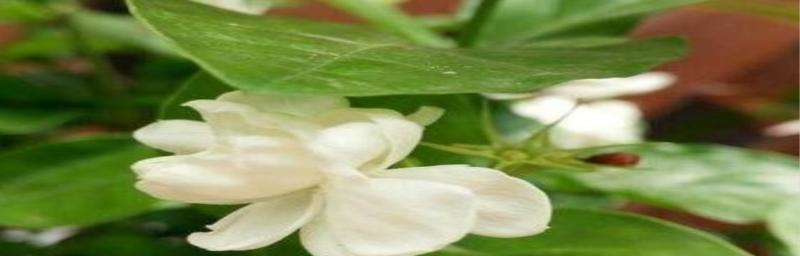 探讨茉莉花的象征意义及文化内涵（探讨茉莉花的象征意义及文化内涵）