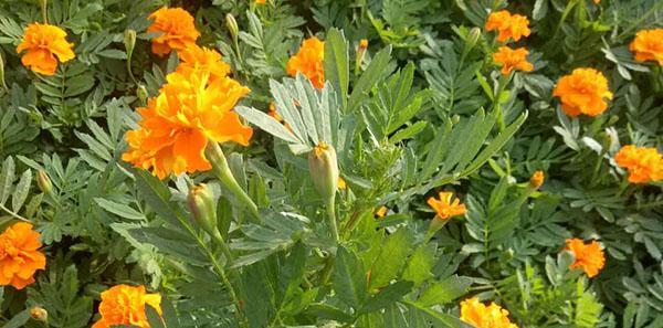 孔雀花花语的深层涵义（探寻孔雀花的神秘面纱）