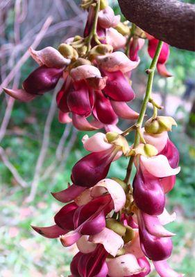 孔雀花花语的深层涵义（探寻孔雀花的神秘面纱）