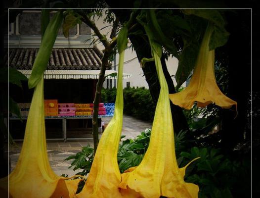 探寻金色曼陀罗的花语与传说（解读金色花卉的灵性与魅力）