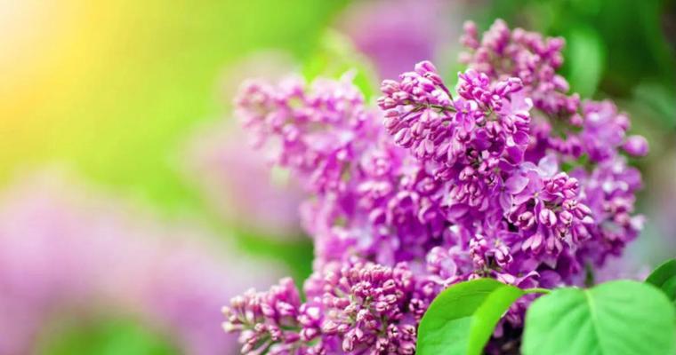 丁香花语（探寻丁香花的深刻内涵）