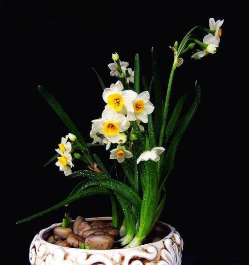 水仙花花语的深刻含义（探究水仙花的寓意与象征）