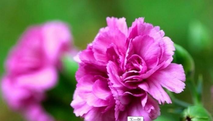 康乃馨花语及其寓意（探究康乃馨花语的起源、种类及象征意义）