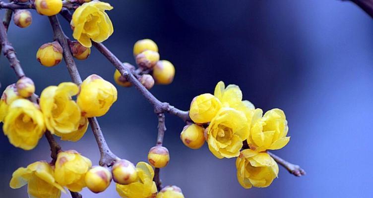 杏花别称的花语与寓意（探寻杏花各个别称的独特含义）