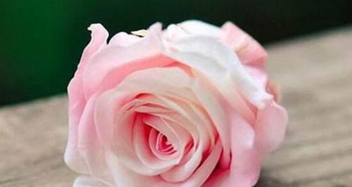 以花代表友谊，传递美好（以鲜花为语，见证情谊）
