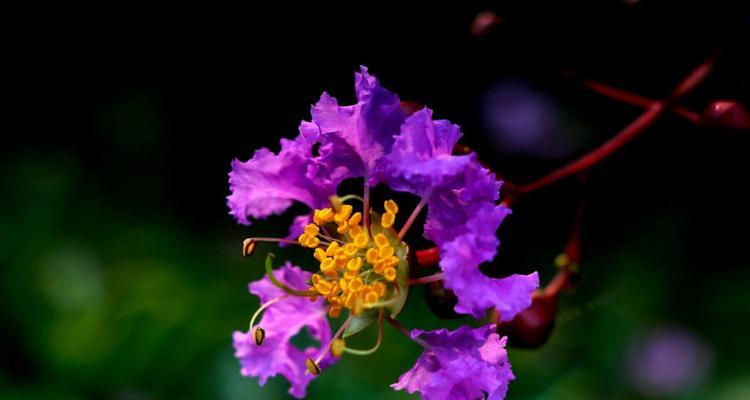 解读紫薇花花语（传递爱意的紫色之花）