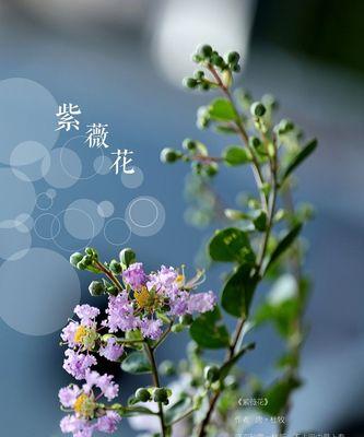 解读紫薇花花语（传递爱意的紫色之花）