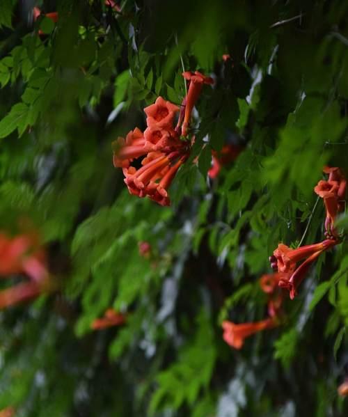 绽放阳光，舒展心灵——浅谈凌霄花的花语（美丽的凌霄花、花语的含义、生长特点与习性、栽培与管理技巧）