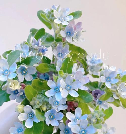 蓝星花语的深层含义（探寻蓝星花的八大隐秘）