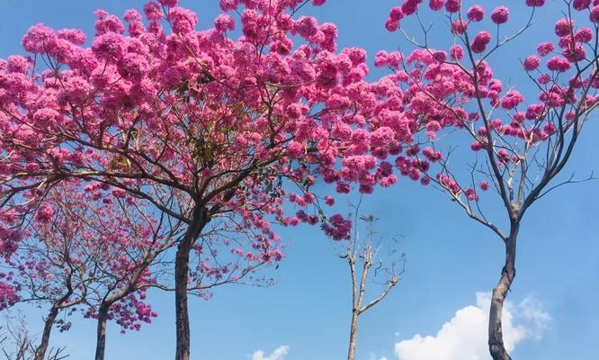 解读紫花风铃木的花语（探寻紫花风铃木的神秘面纱）