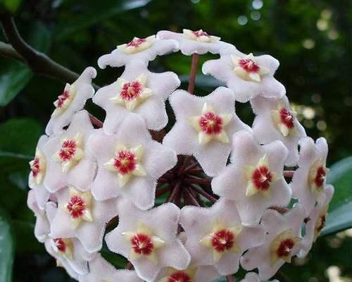 揭秘球兰的花语（探究球兰的内涵与象征）