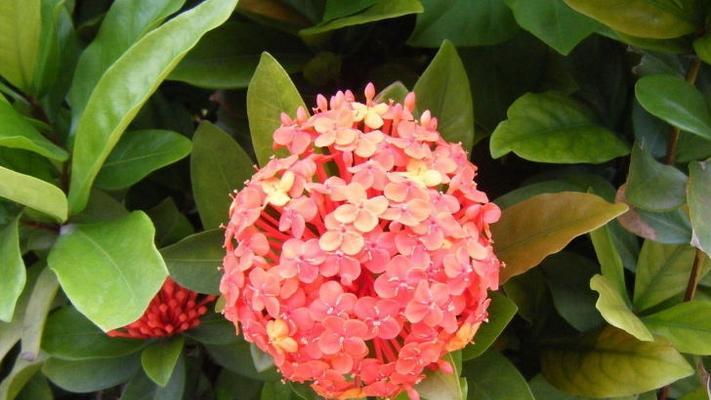 揭秘球兰的花语（探究球兰的内涵与象征）