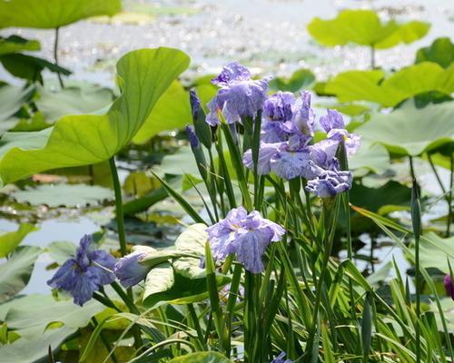 紫花鸢尾的种植与养护（打造优美庭院，从紫花鸢尾开始）
