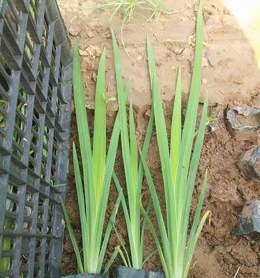 紫花鸢尾的种植与养护（打造优美庭院，从紫花鸢尾开始）